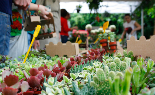 Mercato di piante al giardino dell'Orticoltura