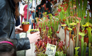 Mercato di piante al giardino dell'Orticoltura