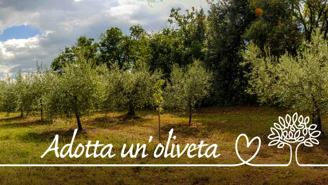 adottaunoliveta_evidenza.jpg adottaunoliveta_evidenza.jpg