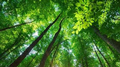 bosco di alberi