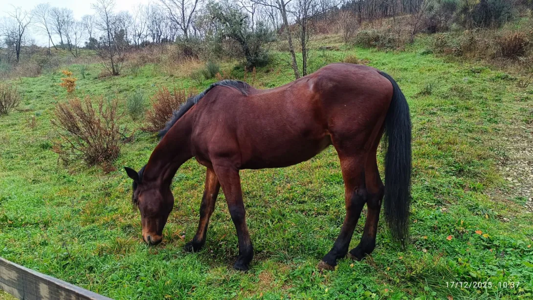 cavallo polizia municipale