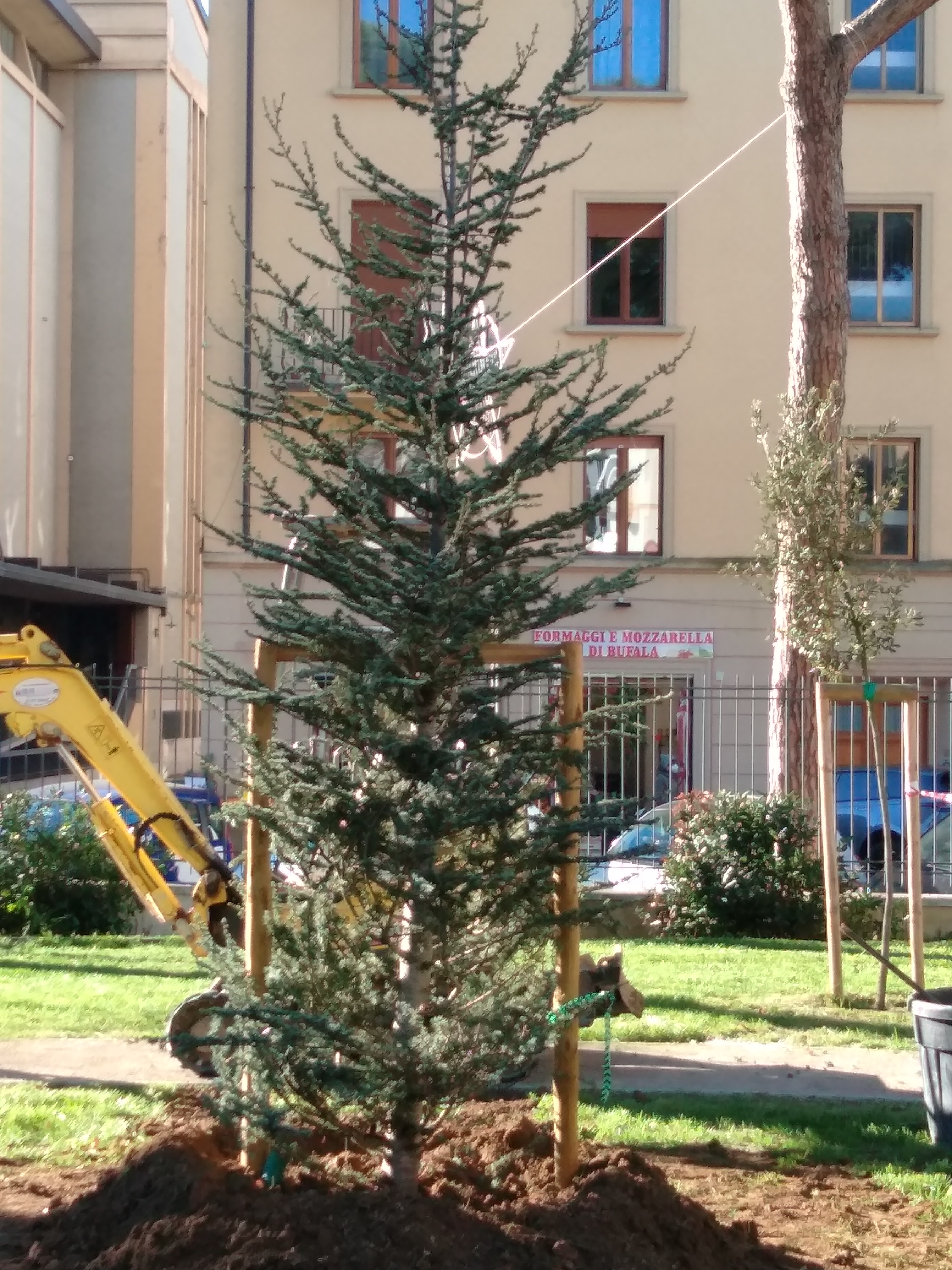Festa dell'albero. Cedro al Q2 Festa dell'albero. Cedro al Q2