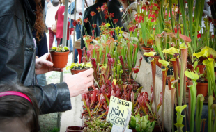 Mercato di piante al giardino dell'Orticoltura