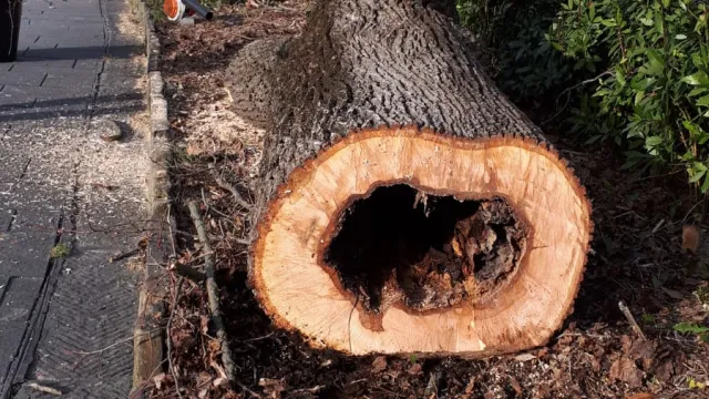 alberi viale galilei alberi viale galilei