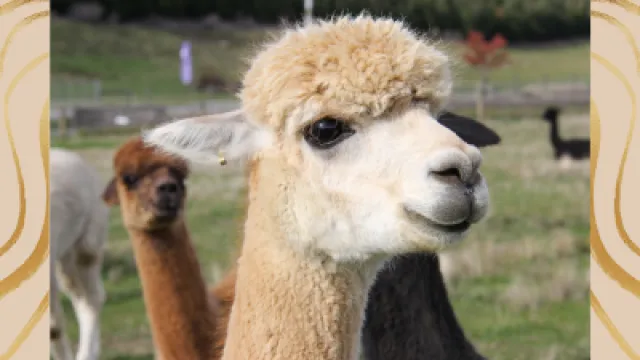 IV Trofeo “Corri con AlpaHa”