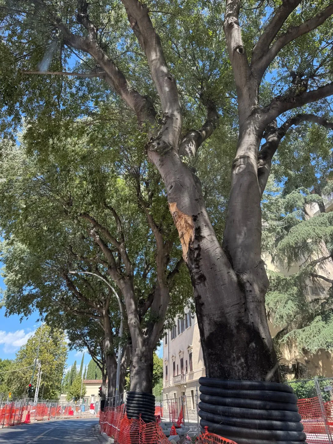 albero