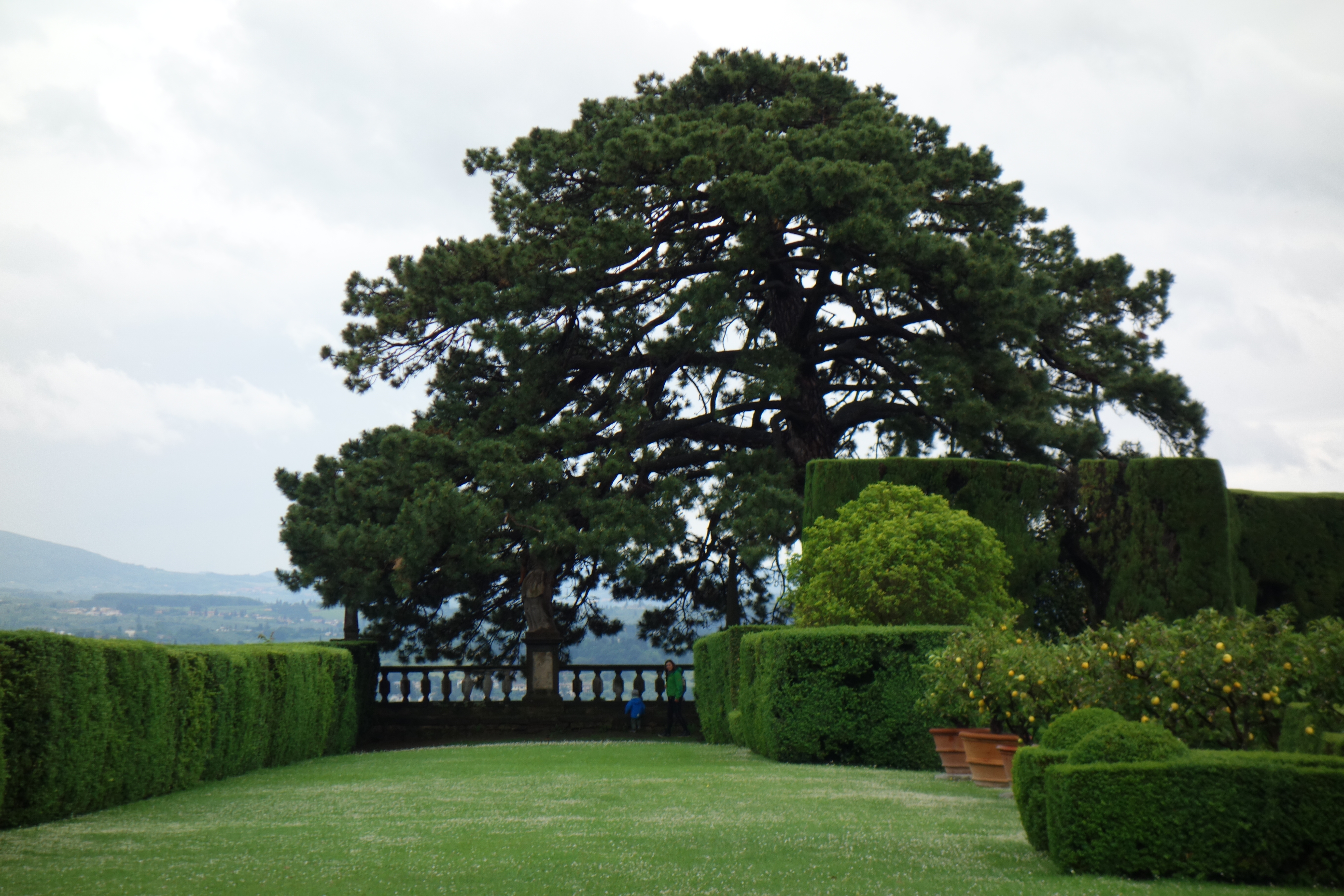pino nero, villa Gamberaia
