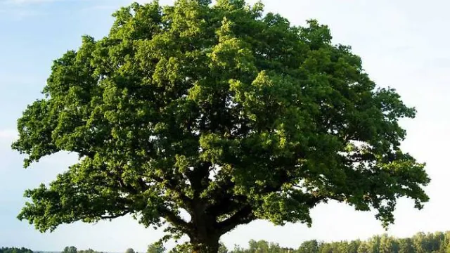 1531388647205.jpg--fai_il_test_psicologico_dell_albero__e_scopri_che_tipo_di_personalita_possiedi_.jpg
