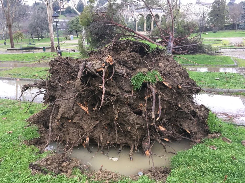 Pino_1.jpg Pino_1.jpg