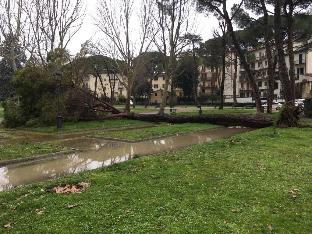 Pino_2.jpg Pino_2.jpg