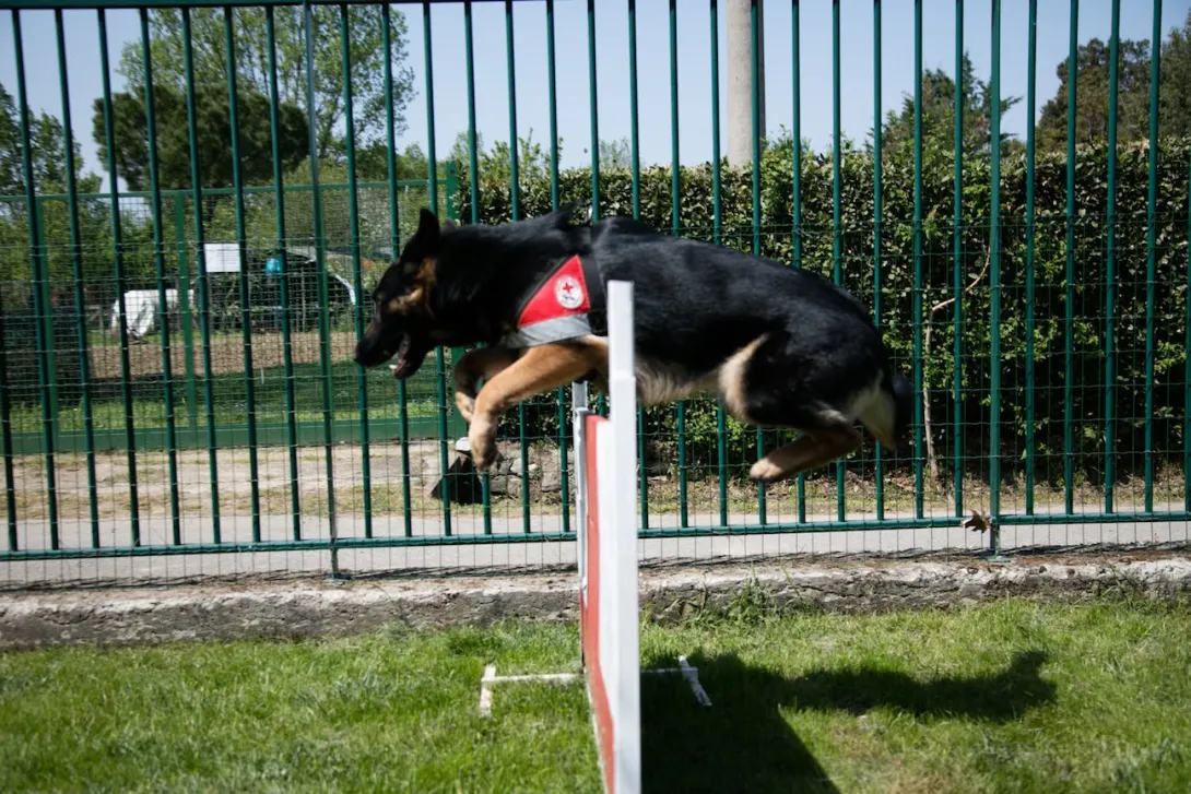 Cani_4.jpg Cani_4.jpg