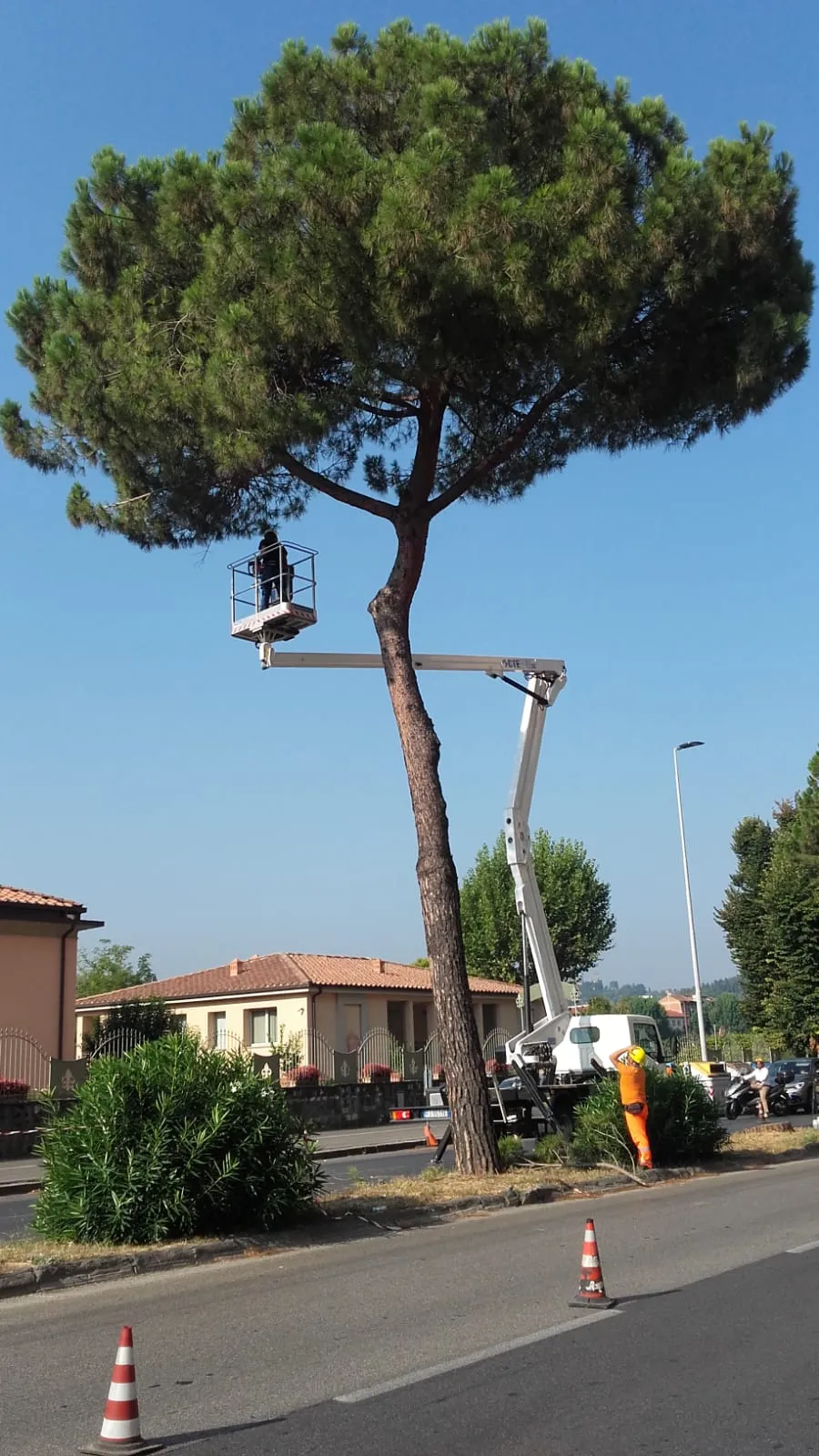 alberi1.jpeg
