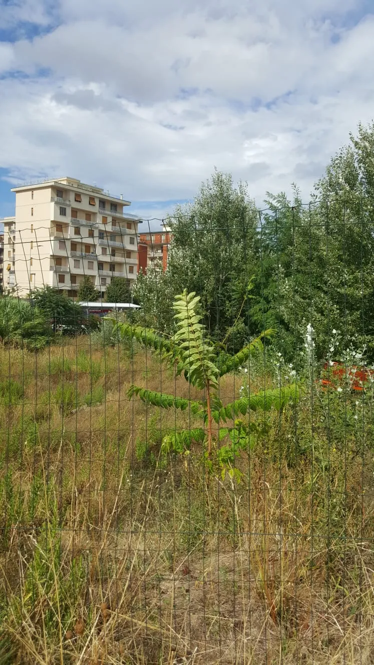 sandonato3.jpg