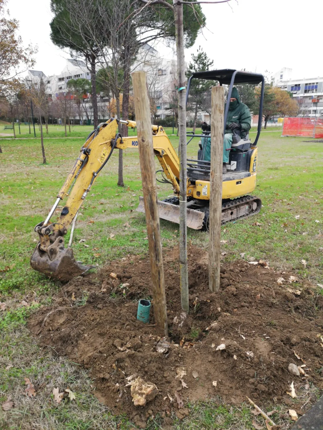 Alberi_4.jpg