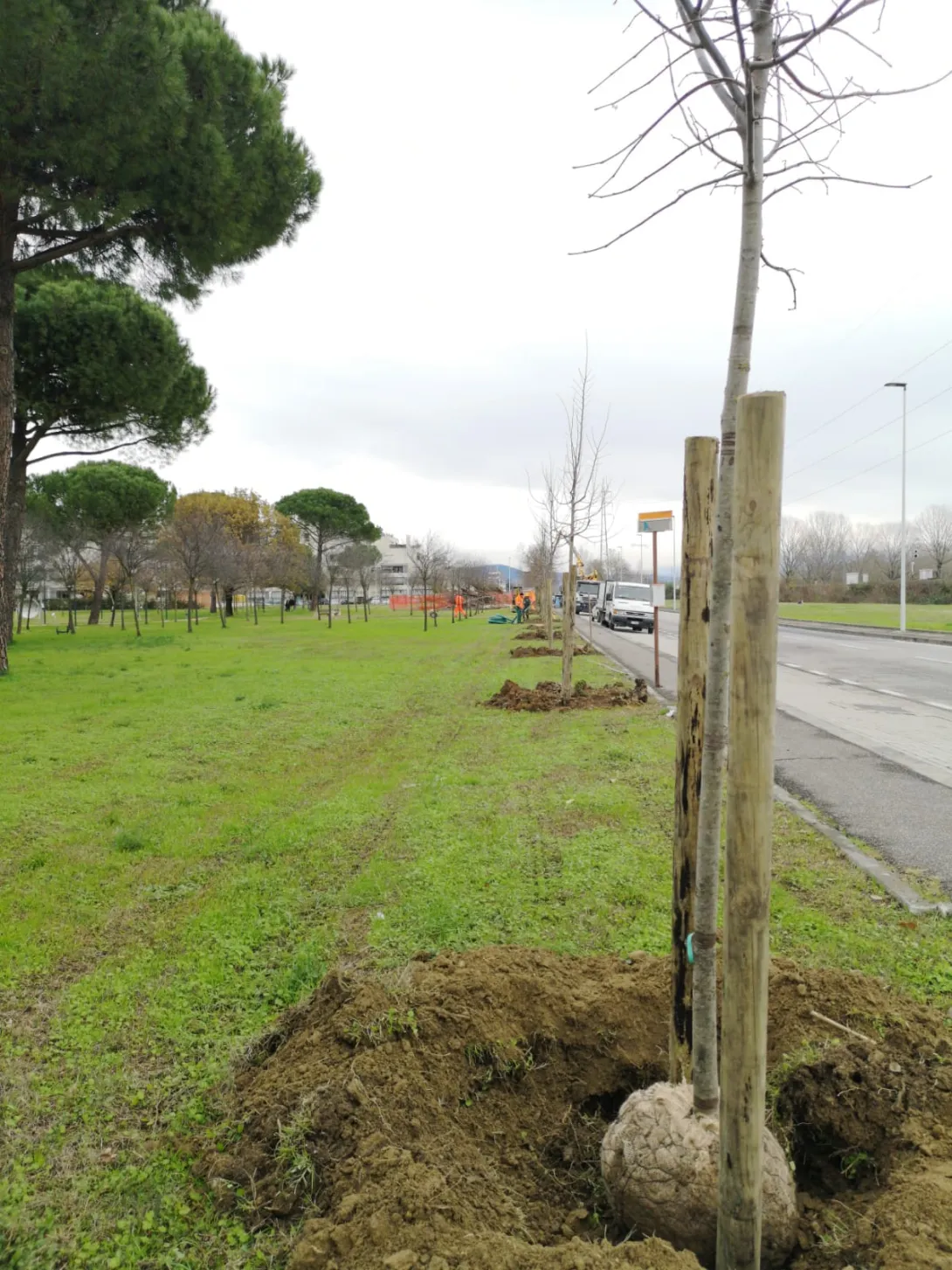 Alberi_6.jpg