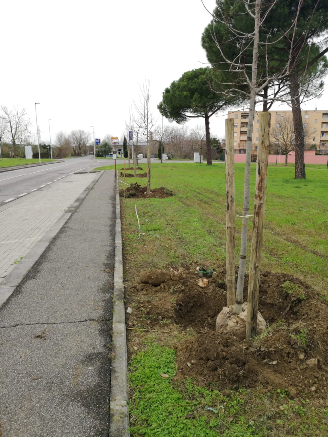 Alberi_7.jpg