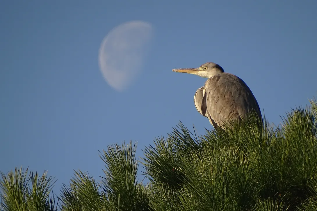 1 - airone cenerino (Ardea cinerea) via Caracciolo - 2015(71).JPG