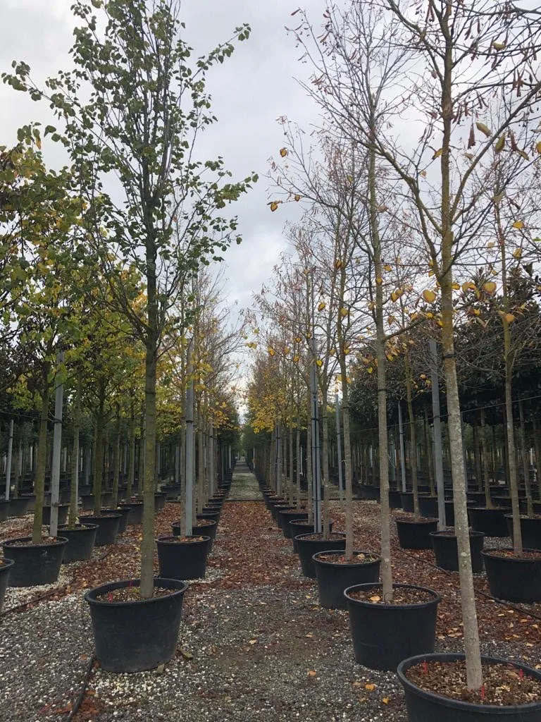 alberi.jpg