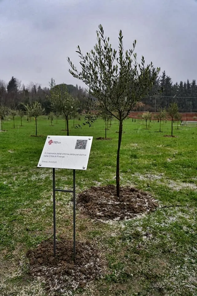 albero.jpg
