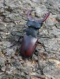 Oggi le Cascine sono meno biodiverse Oggi le Cascine sono meno biodiverse