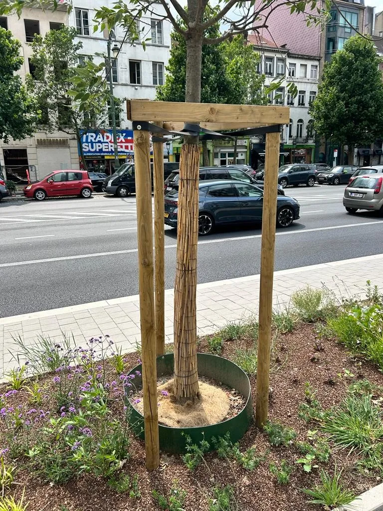 albero.jpg